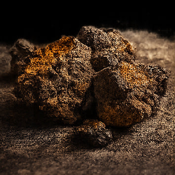 Chaga